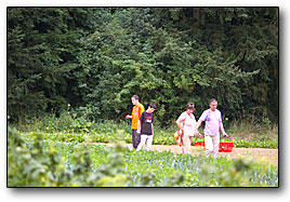 Libre cueillette au Potager de l'Aubinière