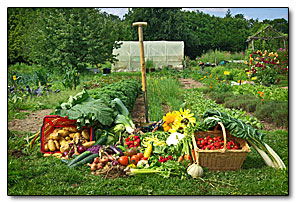 Potager de l'aubiniere l: e ppotager